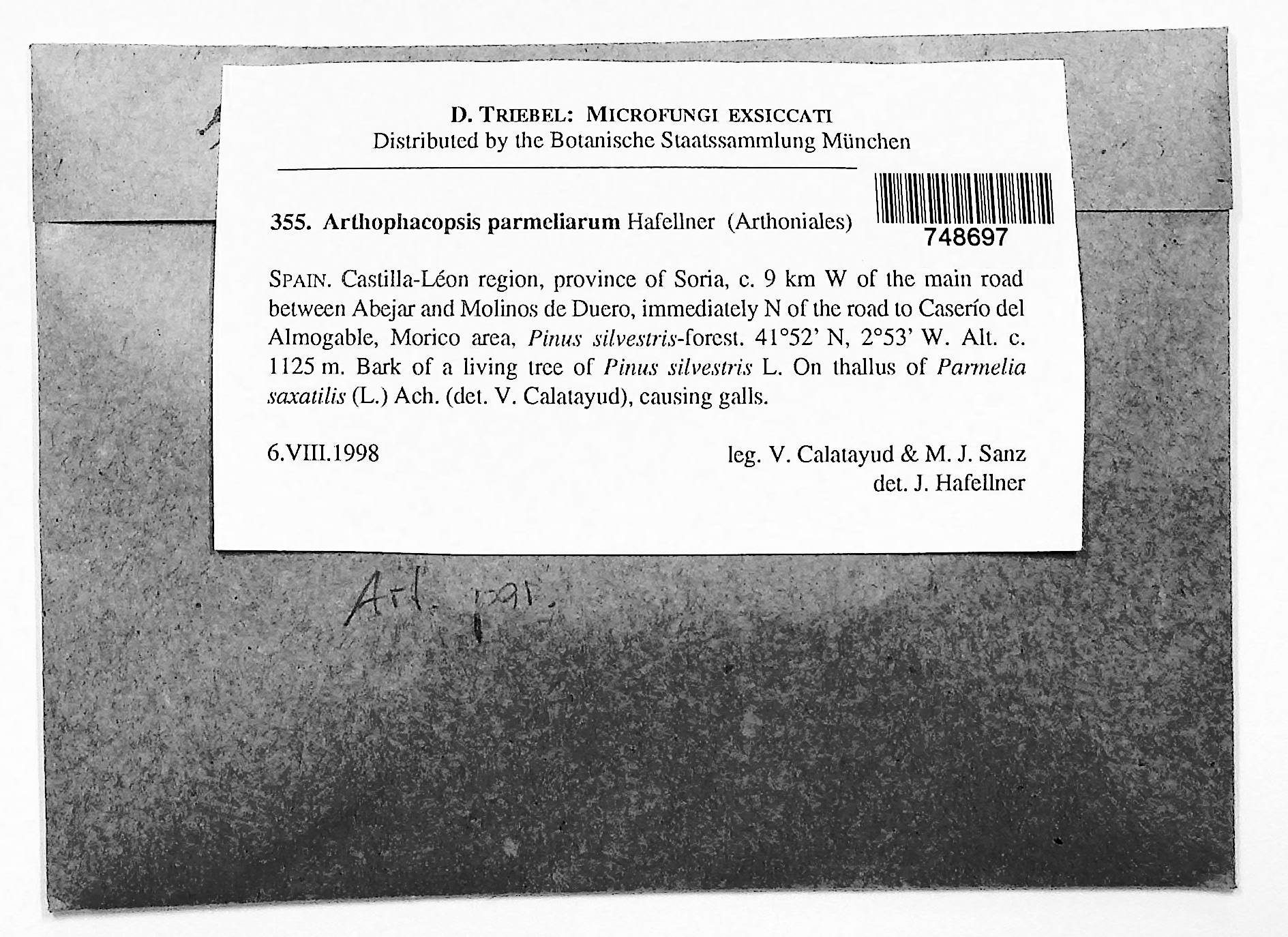 Arthophacopsis parmeliarum thumbnail